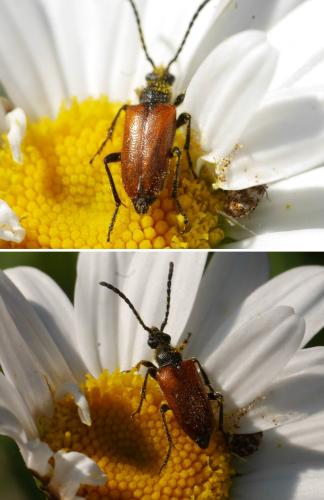 Pseudovadonia livida
